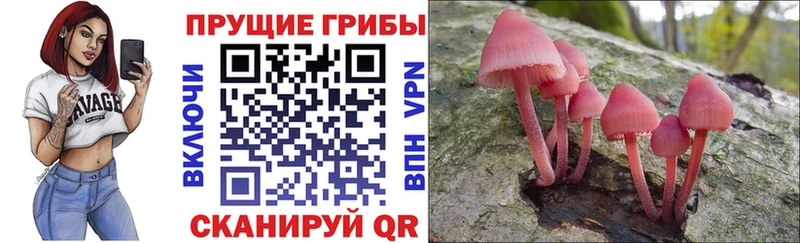 Купить  Сурск  Галлюциногенные грибы ЛСД 
